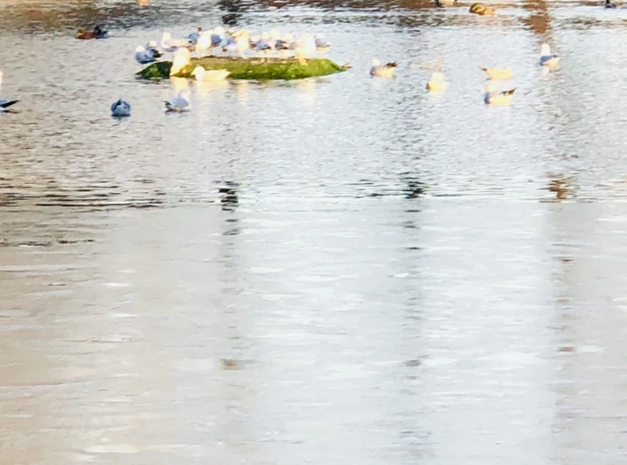 IMG_0838.jpg?type=w966