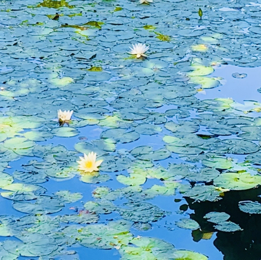 IMG_1213.jpg?type=w966