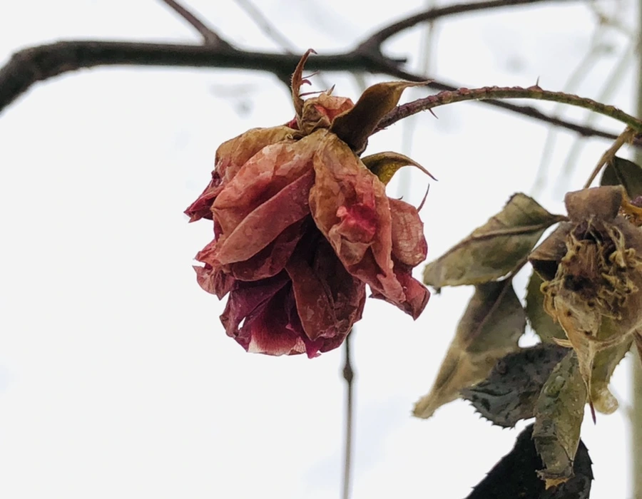 IMG_1577.jpg?type=w966