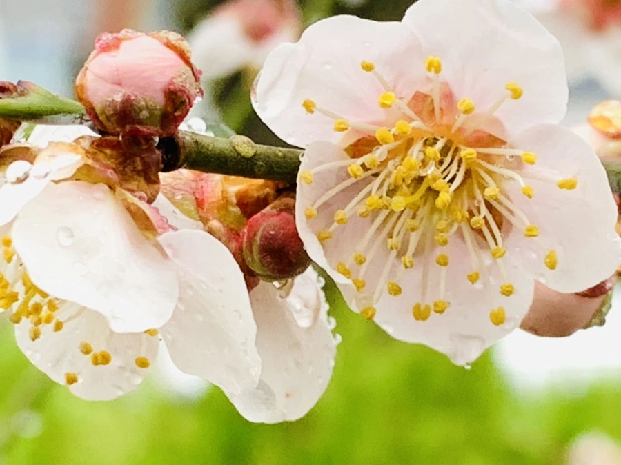 IMG_1813.jpg?type=w966