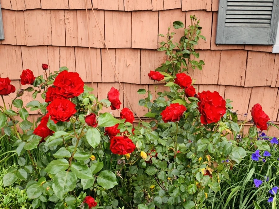 IMG_5253.jpg?type=w966