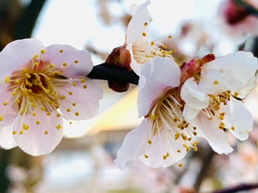 IMG_2234.jpg?type=w966