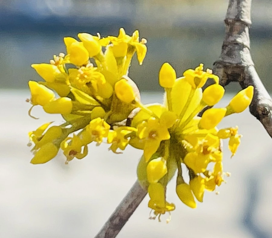 IMG_4952.jpg?type=w966