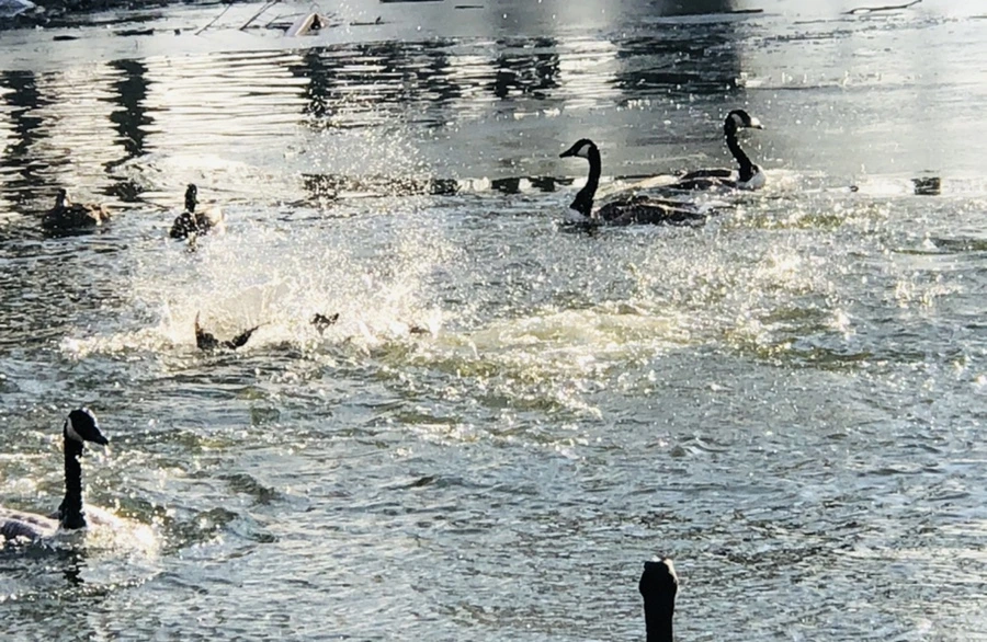 IMG_2814.jpg?type=w966