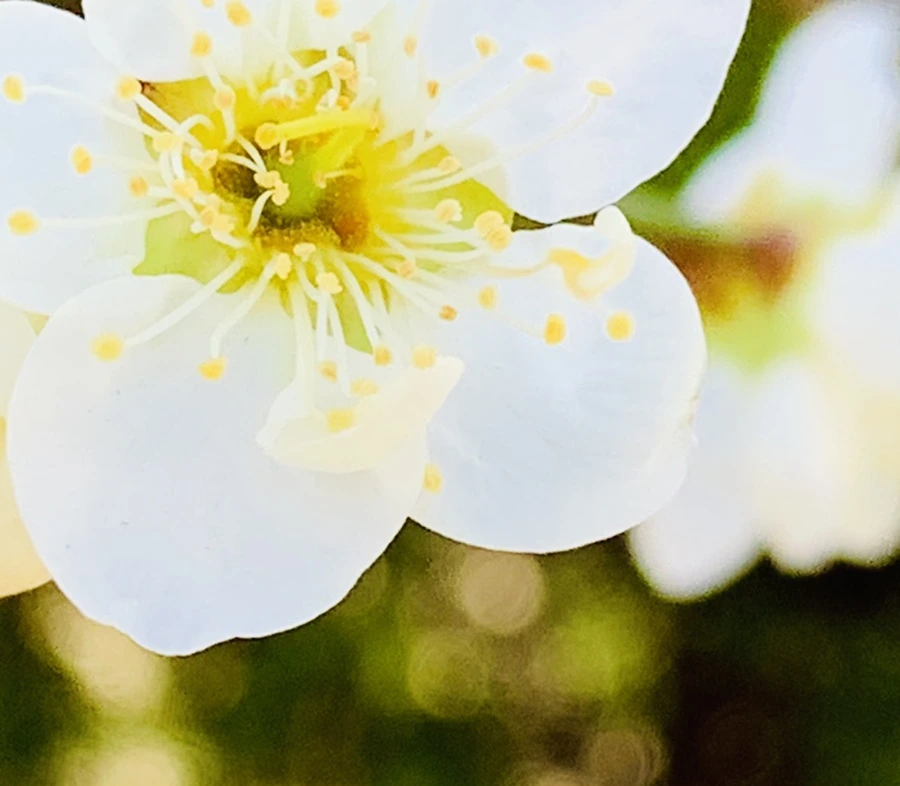 IMG_1332.jpg?type=w966