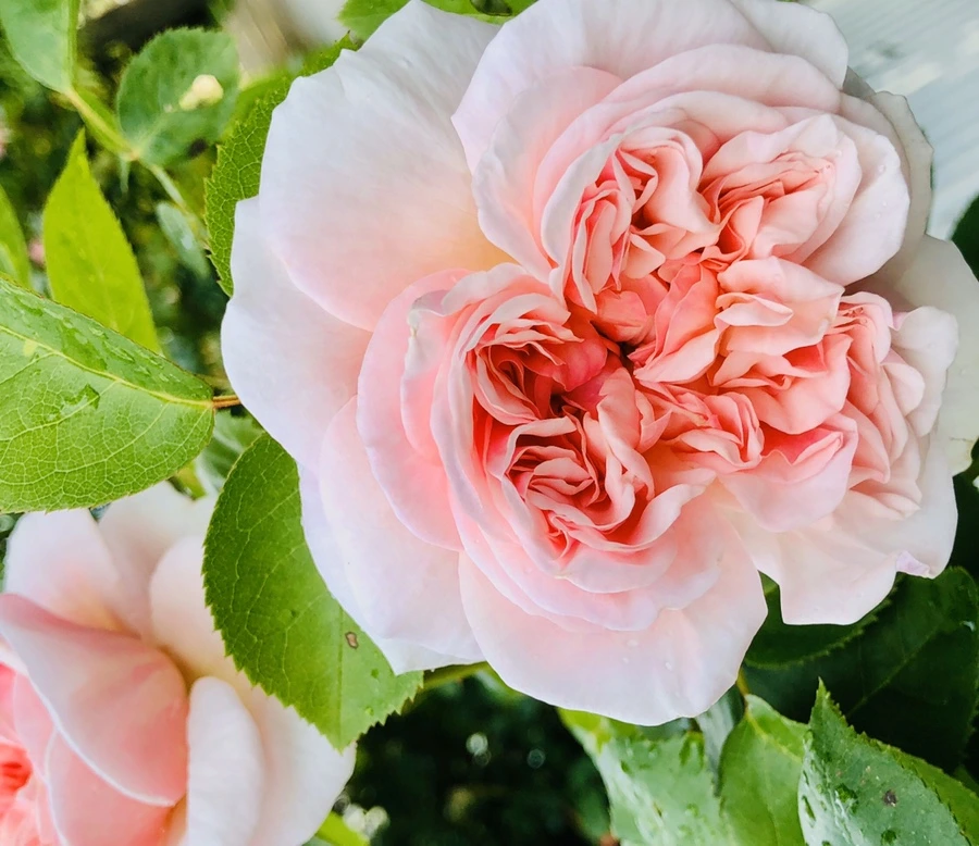 IMG_7622.jpg?type=w966