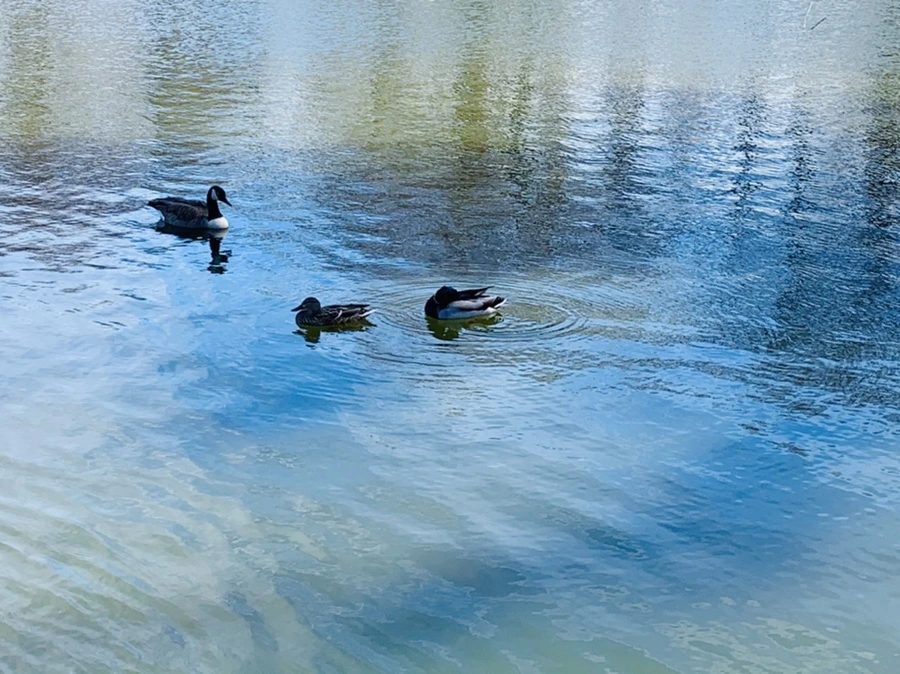 IMG_0619.jpg?type=w966