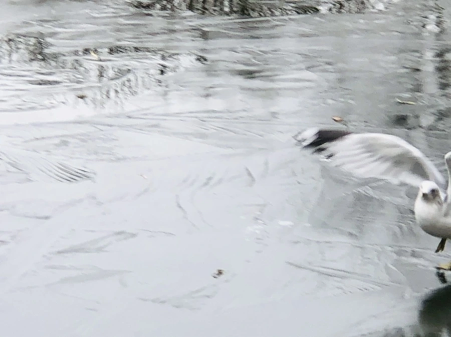 IMG_8976.jpg?type=w966