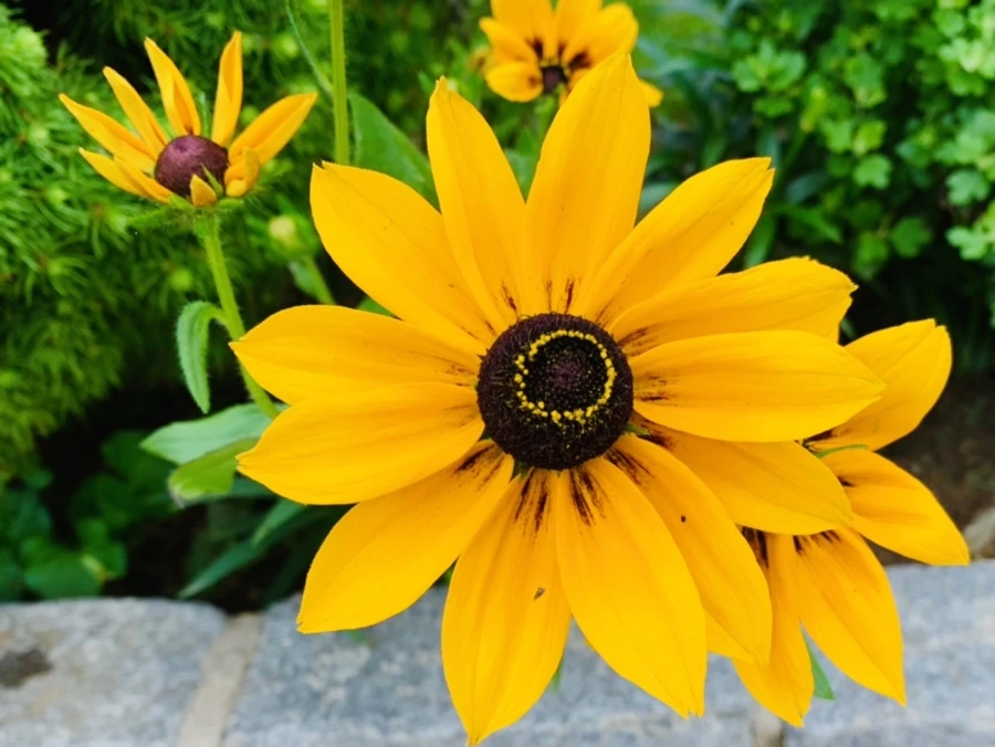 IMG_0300.jpg?type=w966