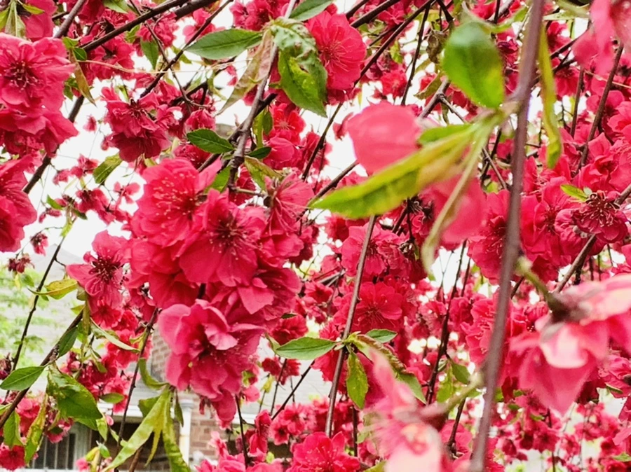 IMG_8008.jpg?type=w966