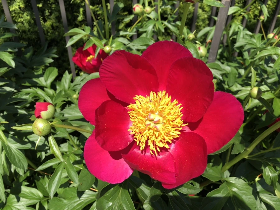 IMG_4863.jpg?type=w966