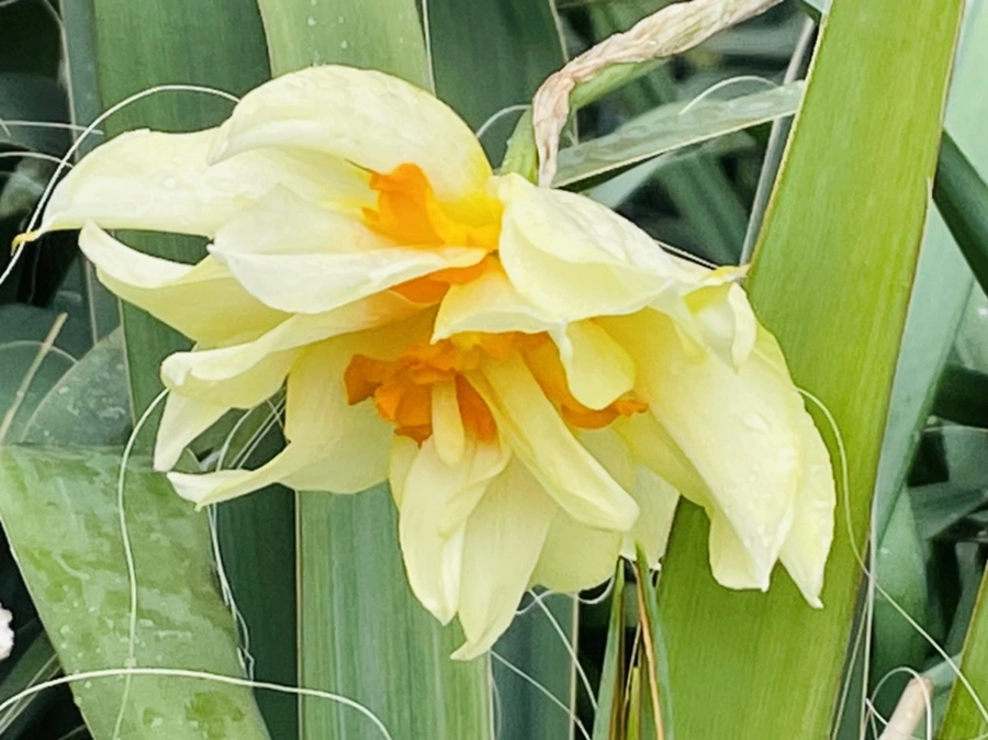 IMG_9547.jpg?type=w966