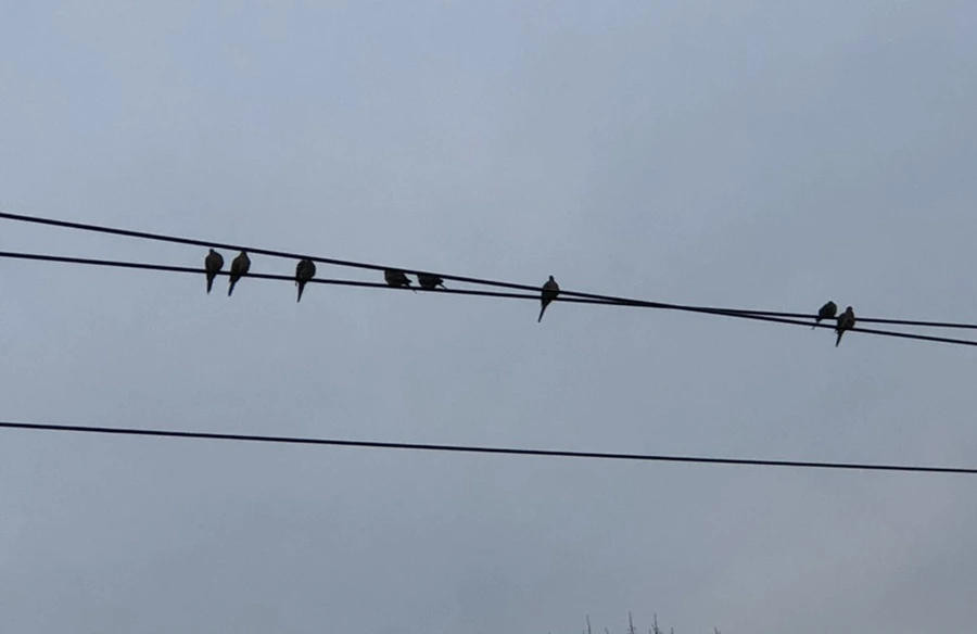 IMG_2376.jpg?type=w966