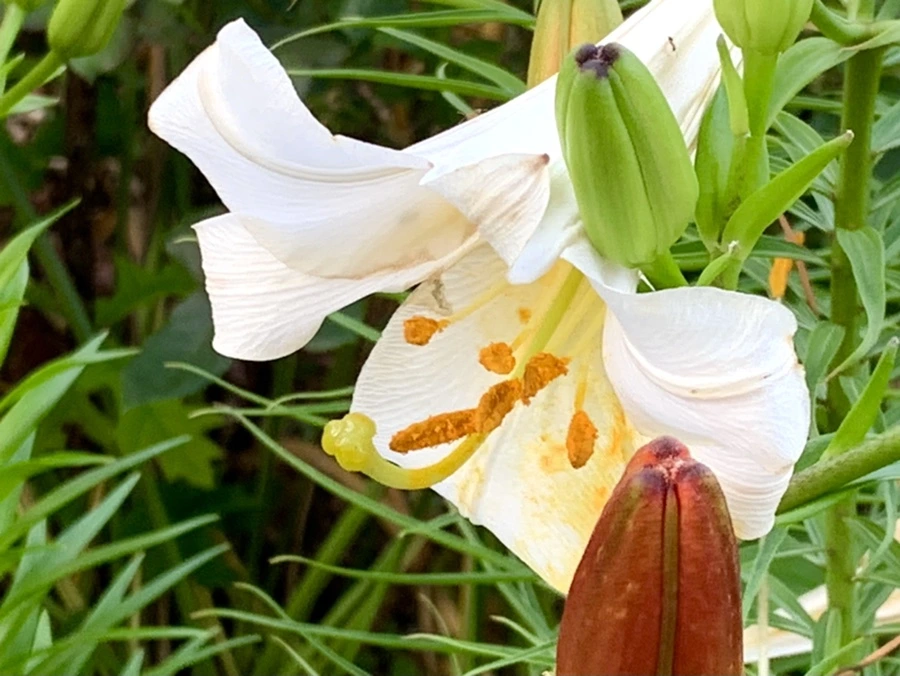 IMG_5932.jpg?type=w966