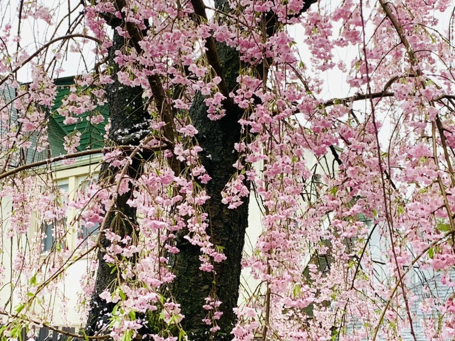 IMG_2298.jpg?type=w966