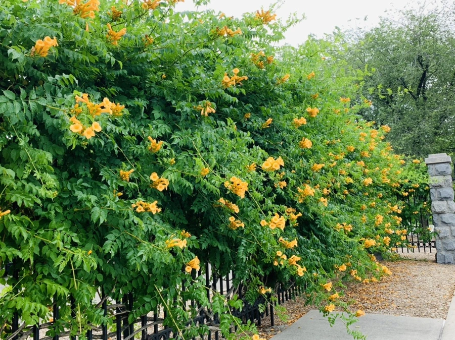 IMG_2361.jpg?type=w966