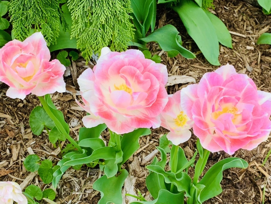 IMG_6983.jpg?type=w966