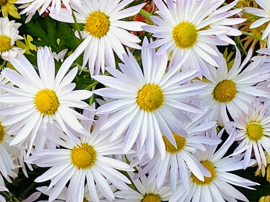 IMG_1168.jpg?type=w966