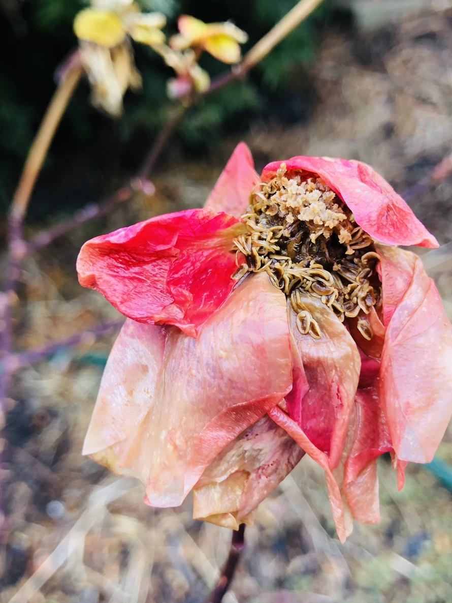 IMG_8601.jpg?type=w966