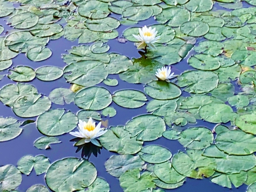 IMG_0765.jpg?type=w966