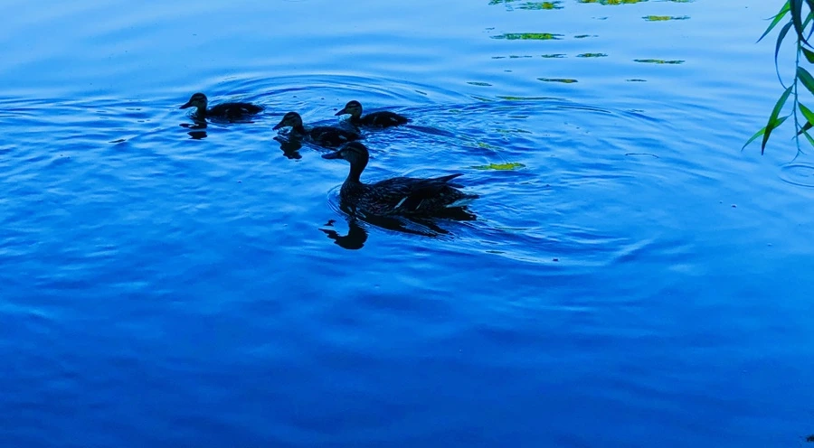 IMG_2727.jpg?type=w966