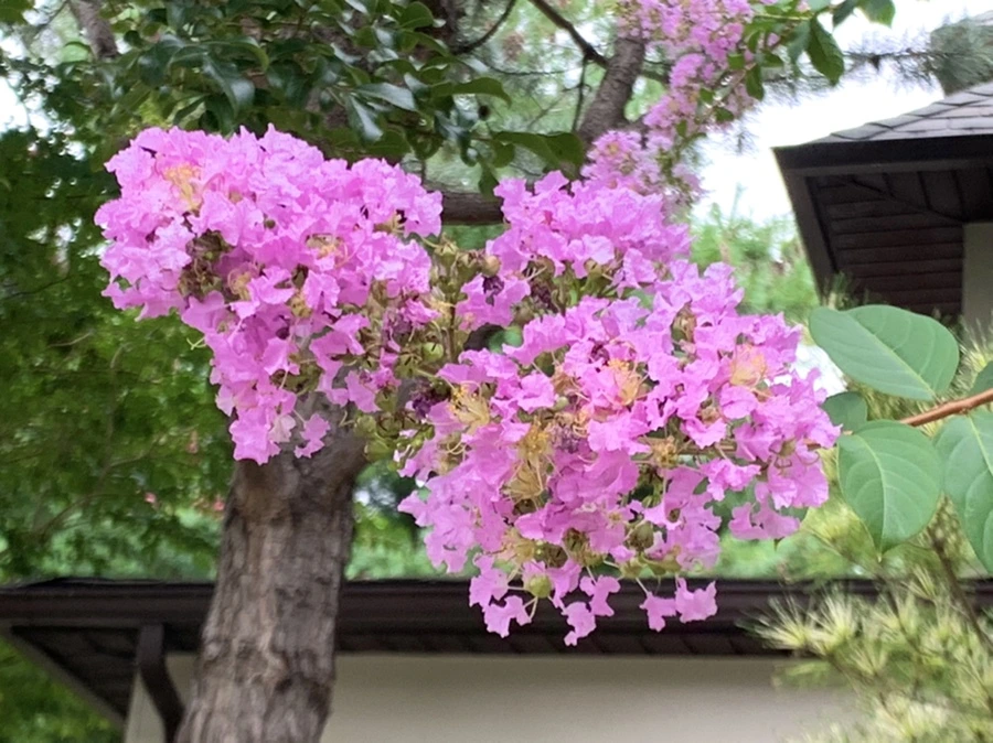 IMG_5953.jpg?type=w966