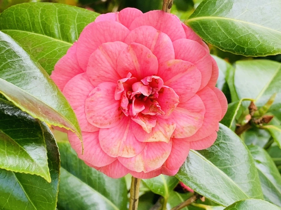 IMG_1222.jpg?type=w966