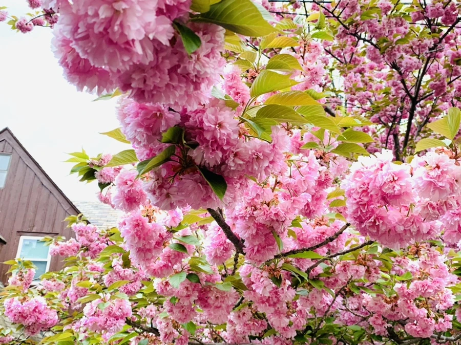 IMG_7142.jpg?type=w966