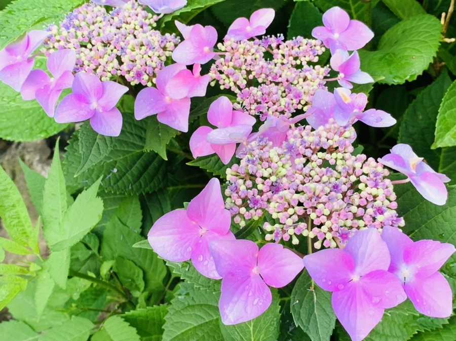 IMG_6016.jpg?type=w966