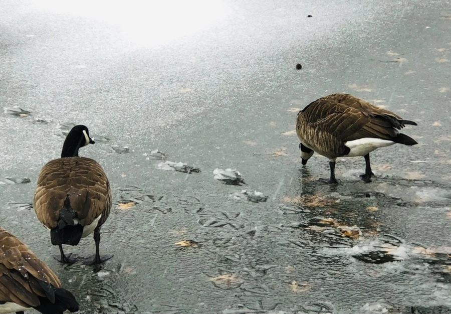 IMG_6019.jpg?type=w966