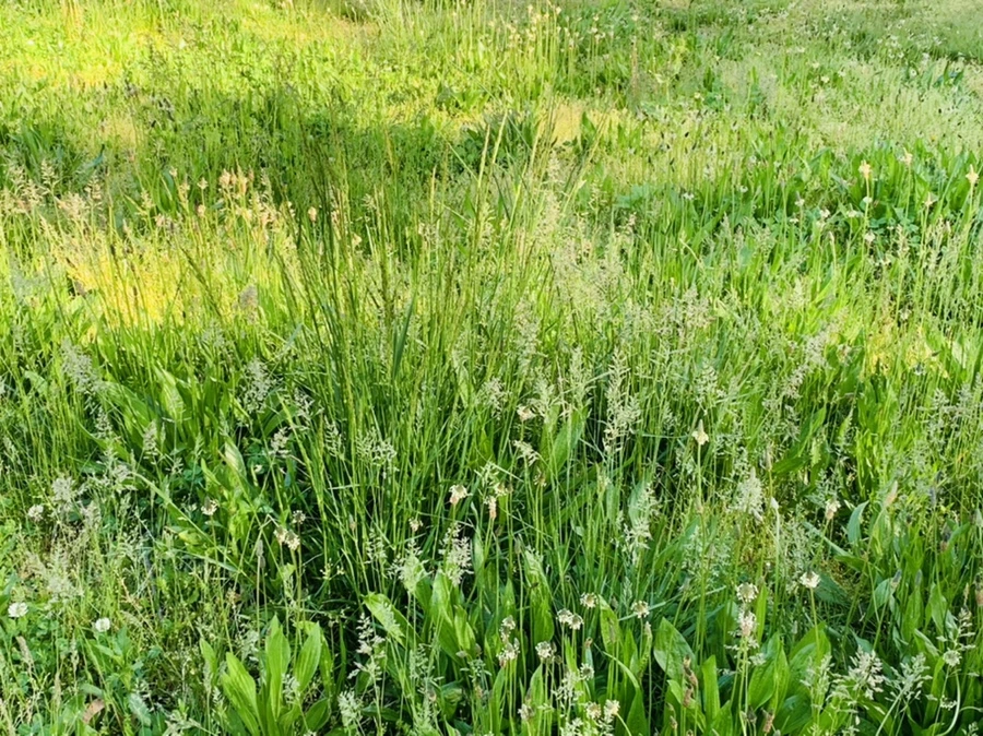 IMG_2063.jpg?type=w966