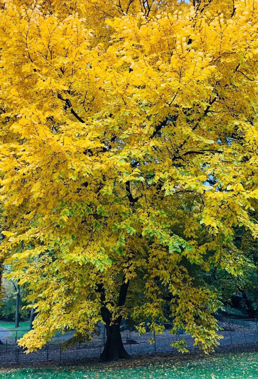 IMG_7273.jpg?type=w966