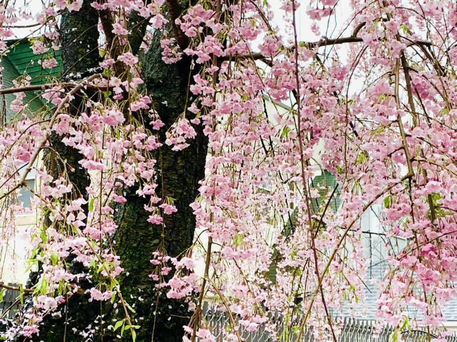 IMG_2289.jpg?type=w966