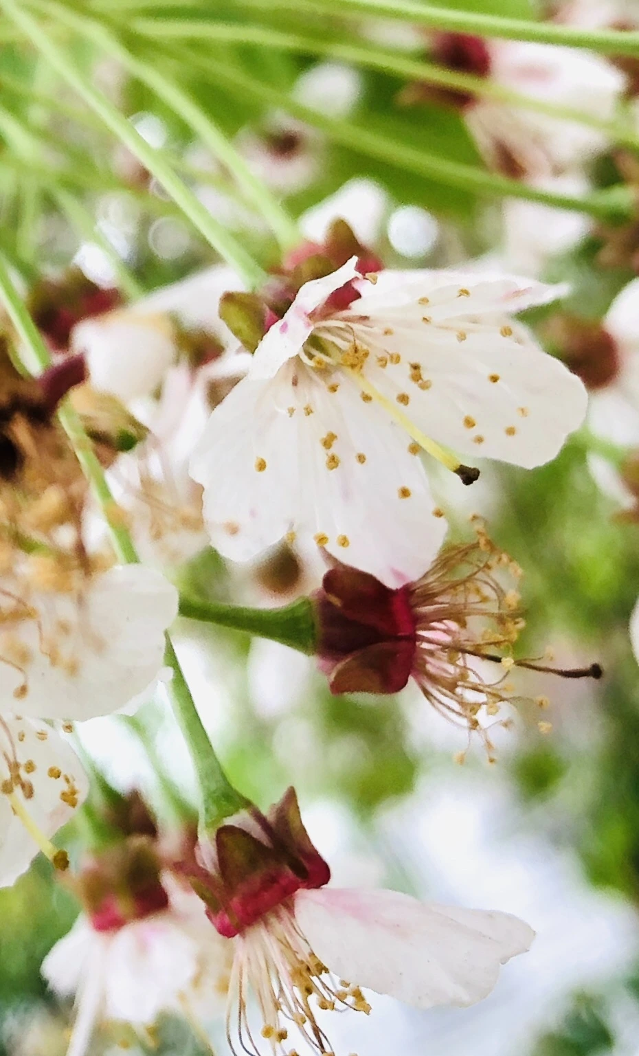 IMG_4038.jpg?type=w966