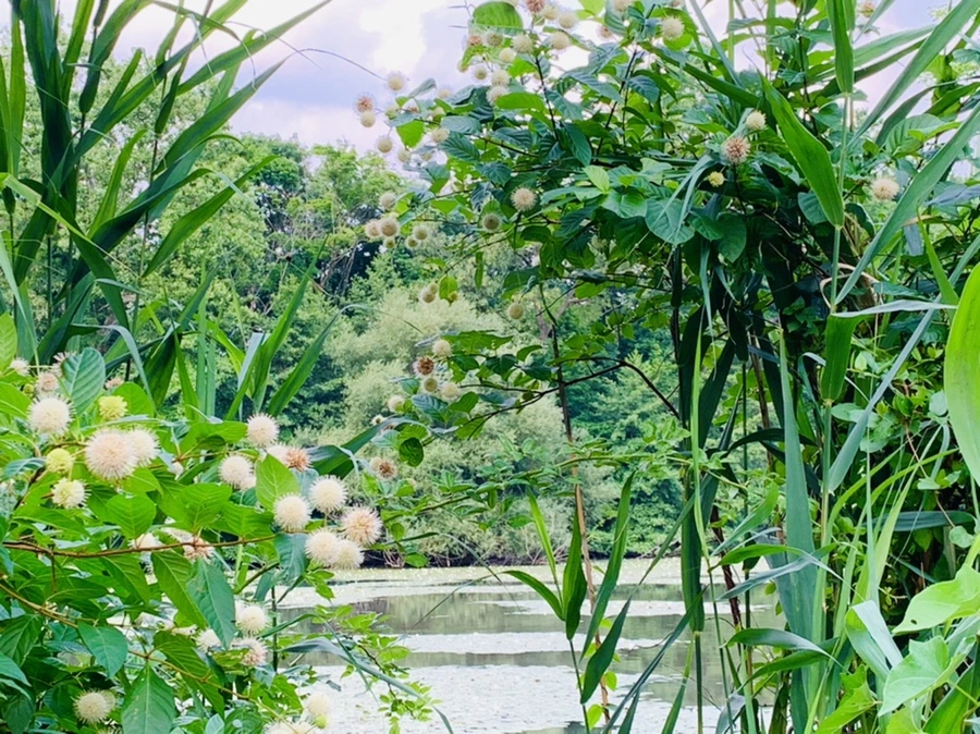 IMG_1490.jpg?type=w966