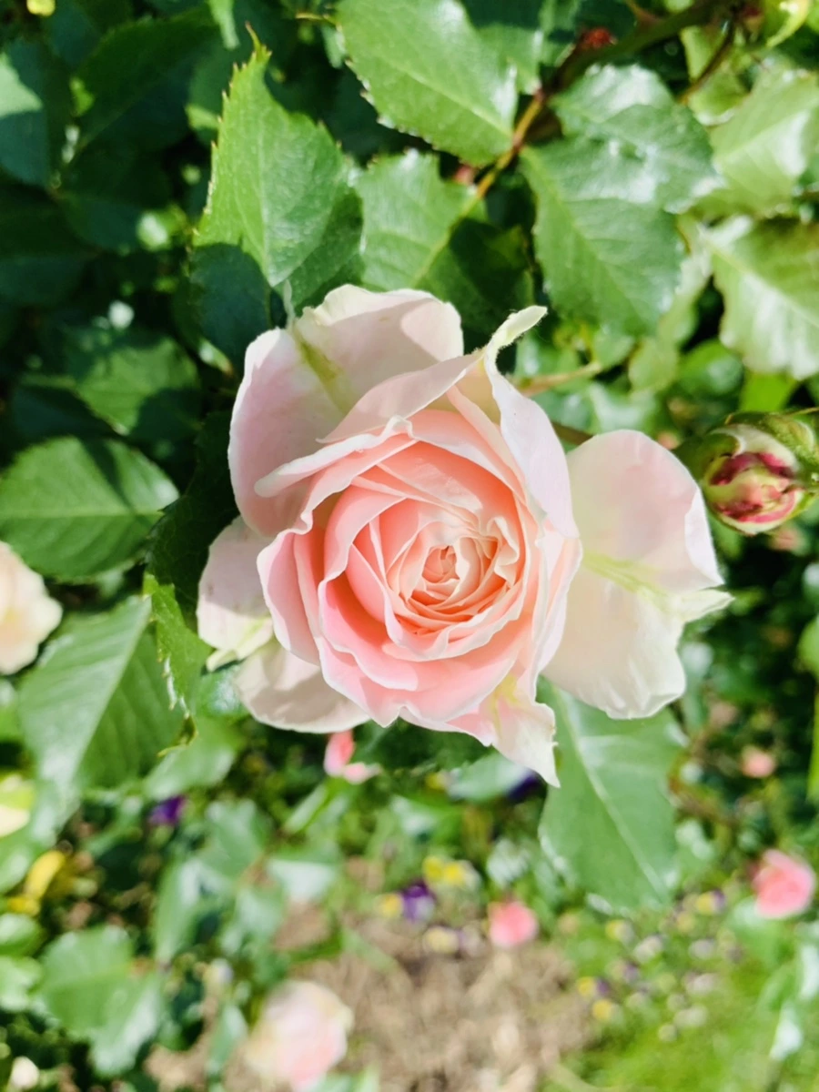 IMG_5894.jpg?type=w966