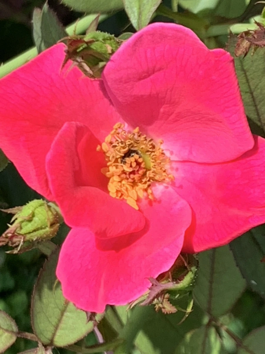 IMG_5467.jpg?type=w966