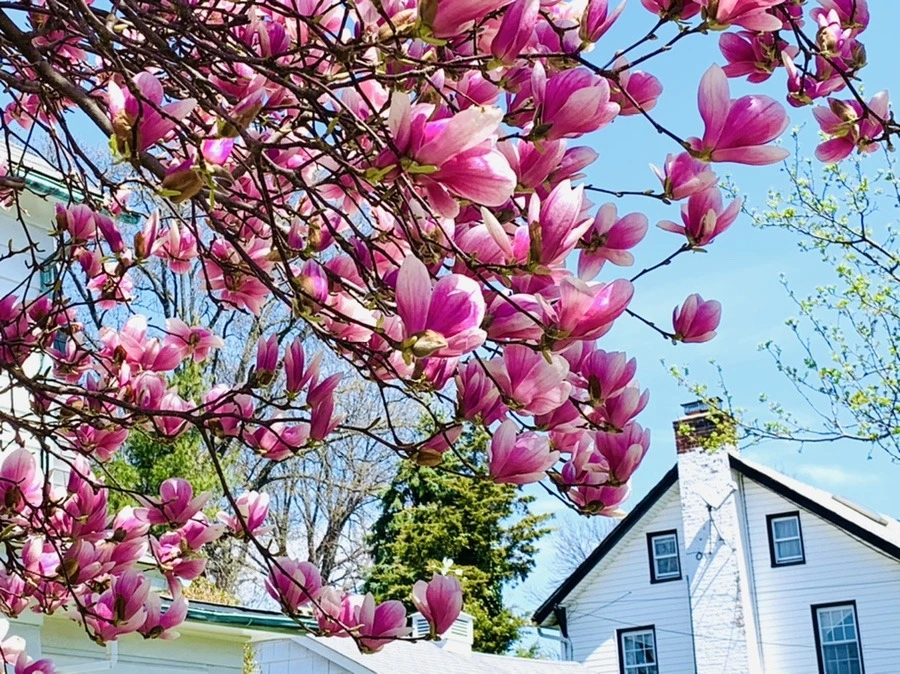 x053wyN2OcahIVreQazneQRqiQU