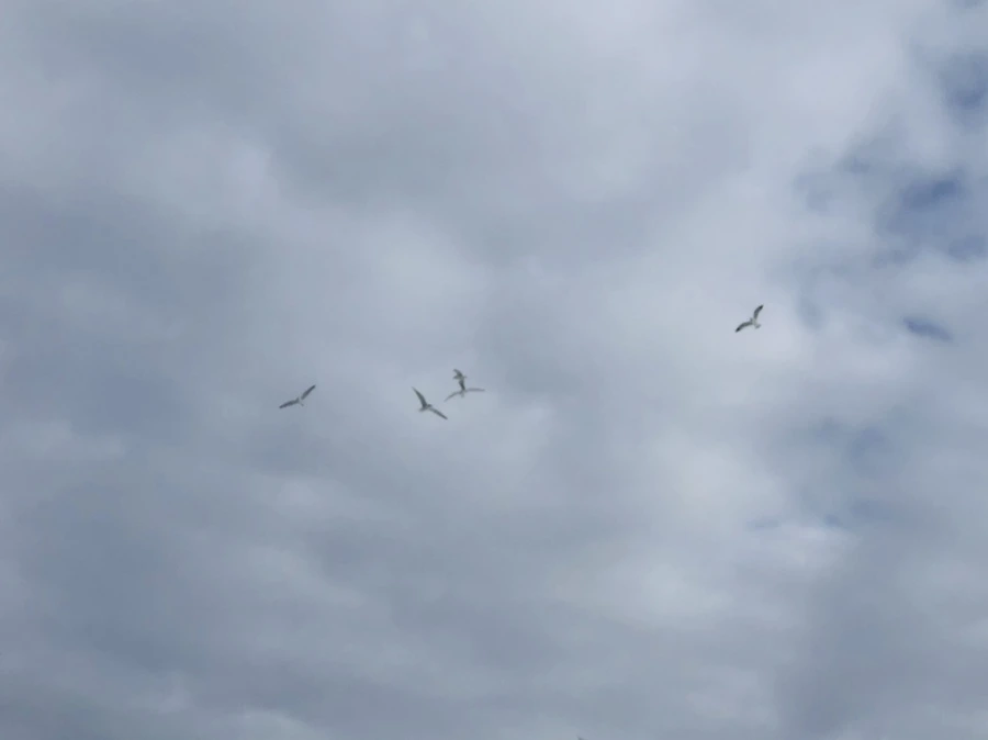 IMG_2380.jpg?type=w966