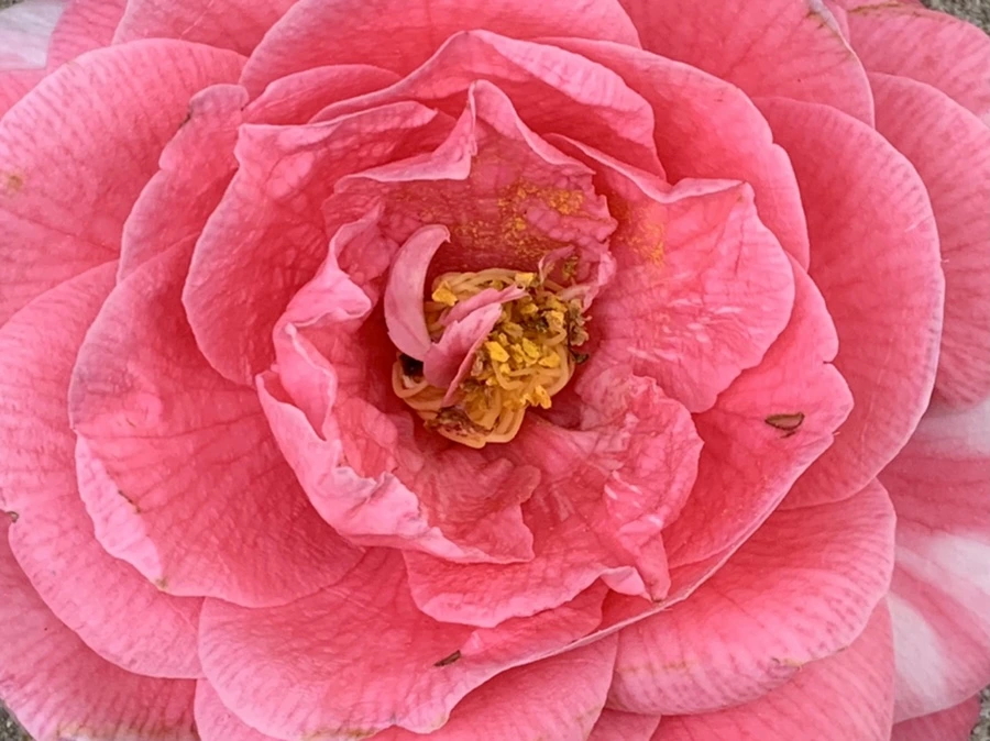 IMG_7786.jpg?type=w966