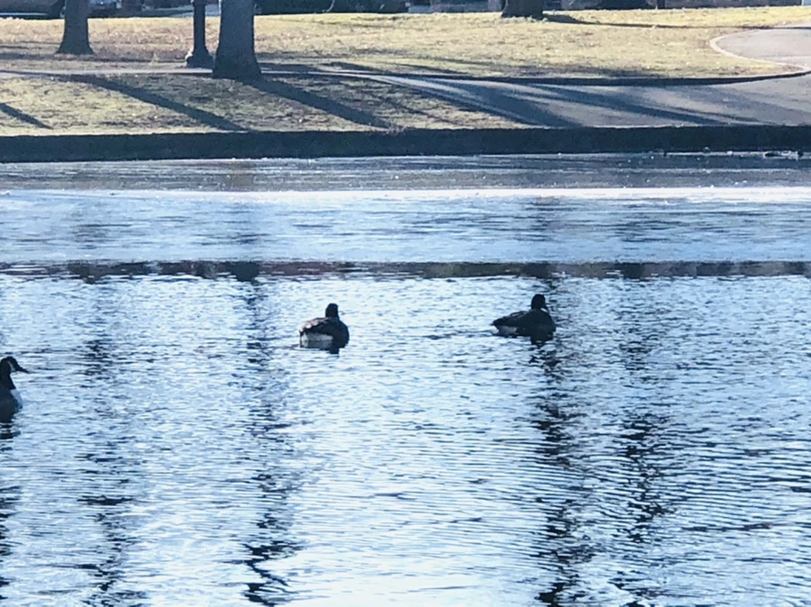 IMG_1470.jpg?type=w966