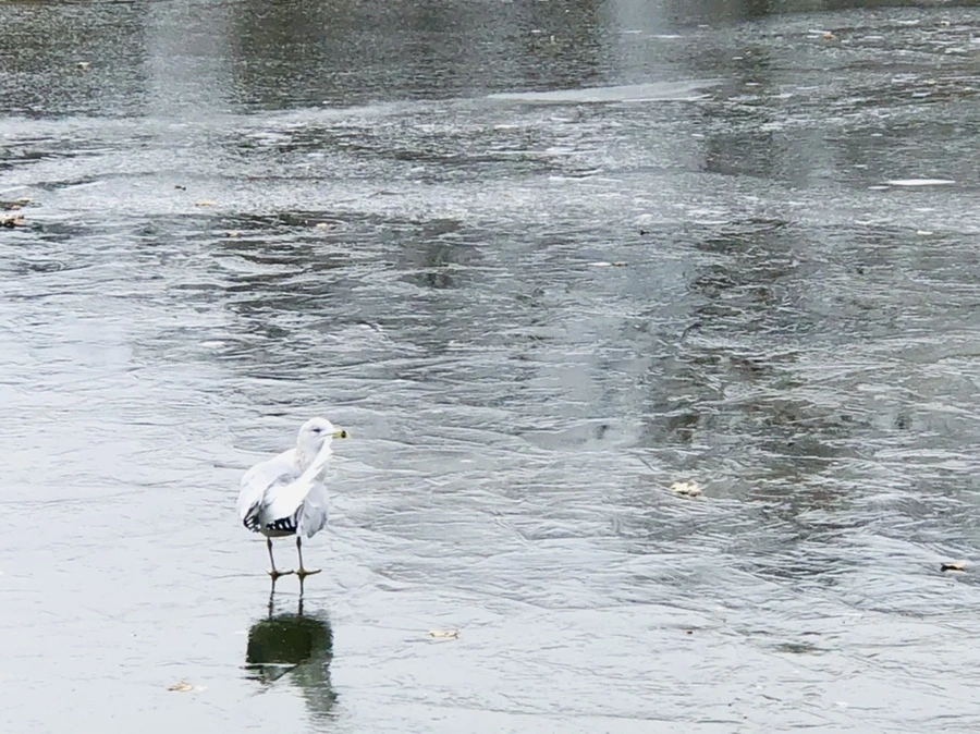 IMG_8630.jpg?type=w966