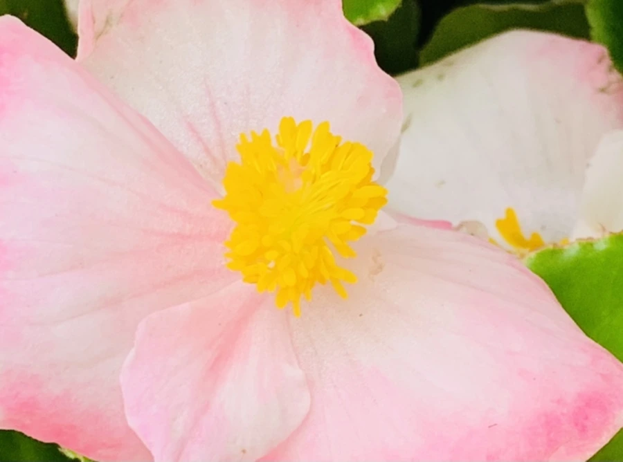 IMG_3340.jpg?type=w966