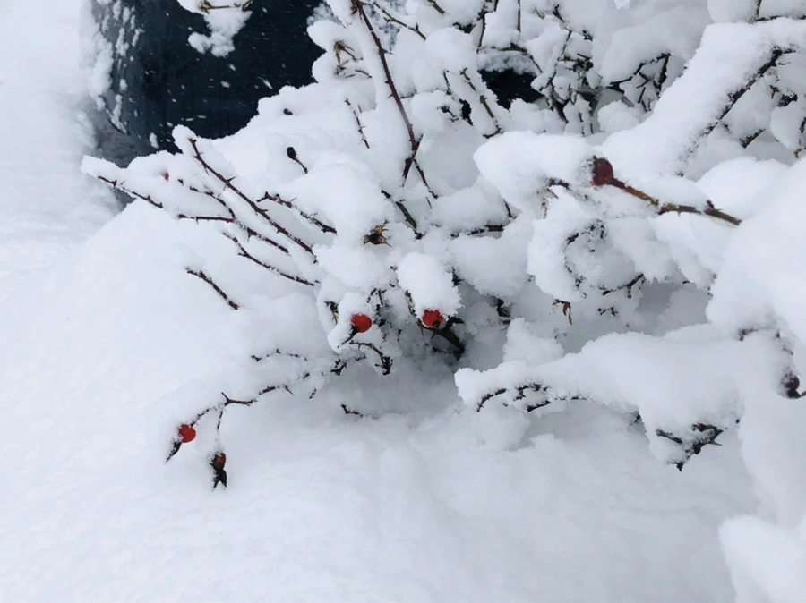 IMG_1048.jpg?type=w966