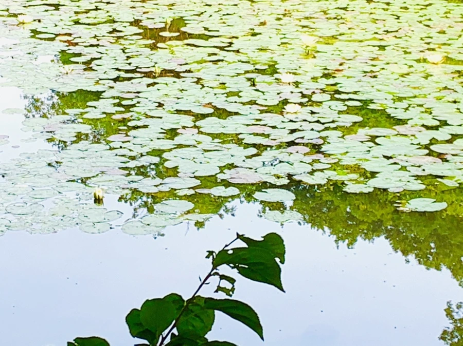 IMG_1669.jpg?type=w966