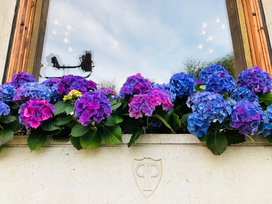 IMG_5353.jpg?type=w966