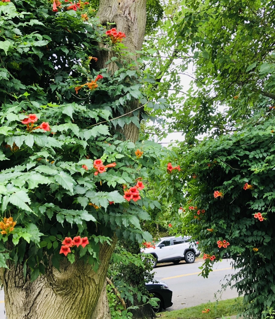 IMG_2046.jpg?type=w966