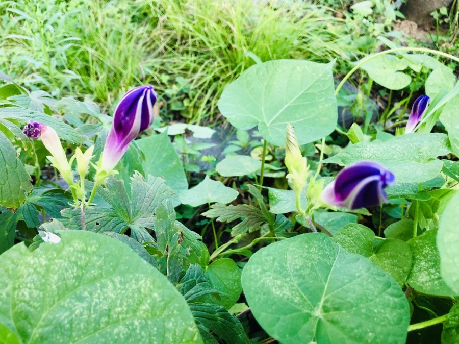 IMG_4665.jpg?type=w966