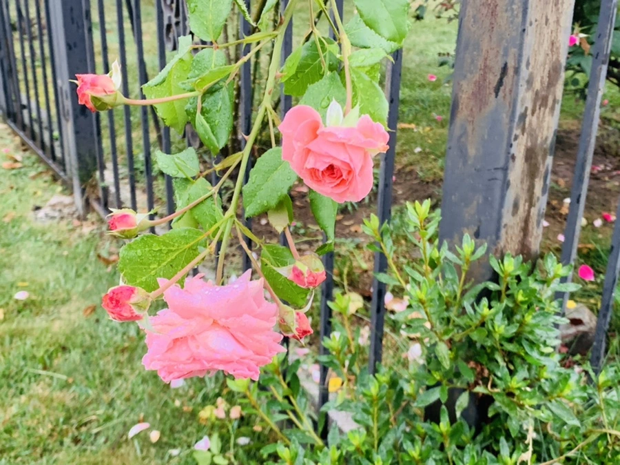 IMG_3621.jpg?type=w966