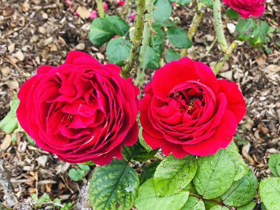 IMG_2218.jpg?type=w966